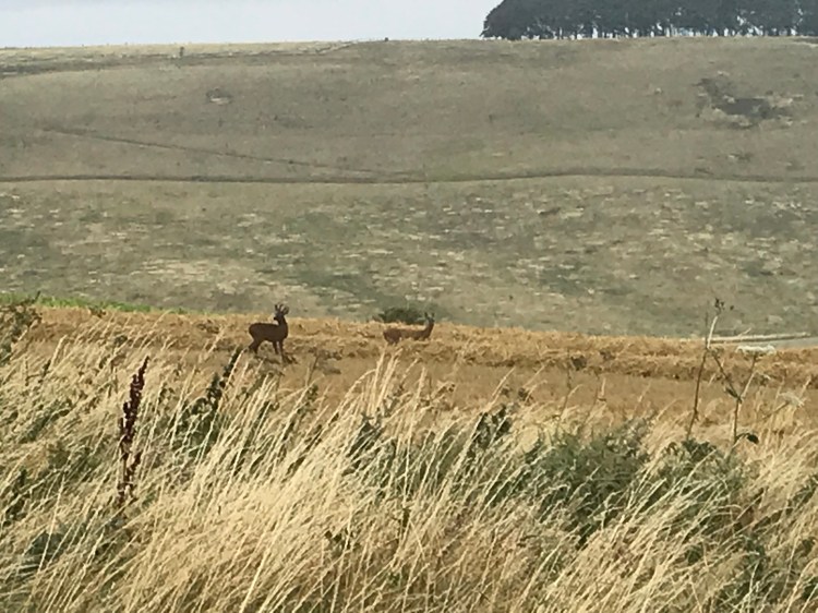 0C8300F2-C415-4689-9CB4-60F917D5DE52